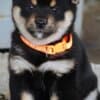Shiba Inu – Beautiful Puppies photo 7