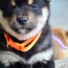 Shiba Inu – Beautiful Puppies photo 8