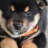 Shiba Inu – Beautiful Puppies photo 9