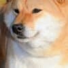 Shiba Inu – Beautiful Puppies photo 10