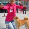 Shiba Inu – Beautiful Puppies photo 11