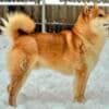 Shiba Inu – Beautiful Puppies photo 12