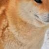 Shiba Inu – Beautiful Puppies photo 13