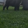 Cane Corso beautiful puppies photo 1
