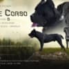 Cane Corso beautiful puppies photo 2