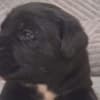 Cane Corso beautiful puppies photo 3