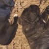 Cane Corso beautiful puppies photo 4