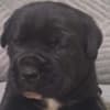 Cane Corso beautiful puppies photo 5