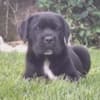 Cane Corso beautiful puppies photo 6