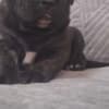 Cane Corso beautiful puppies photo 7