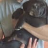 Cane Corso beautiful puppies photo 8