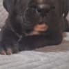Cane Corso beautiful puppies photo 9