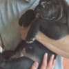 Cane Corso beautiful puppies photo 10