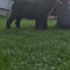 Cane Corso beautiful puppies photo 11