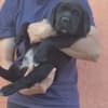 Cane Corso beautiful puppies photo 12