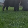 Cane Corso beautiful puppies photo 13