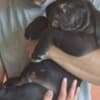 Cane Corso beautiful puppies photo 14