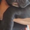 Cane Corso beautiful puppies photo 15