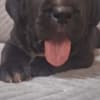 Cane Corso beautiful puppies photo 16