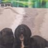 Cane Corso beautiful puppies photo 17