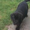 Cane Corso beautiful puppies photo 18