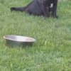Cane Corso beautiful puppies photo 20