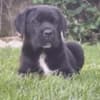 Cane Corso beautiful puppies photo 21