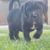 Cane Corso beautiful puppies photo 22
