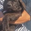 Cane Corso beautiful puppies photo 23