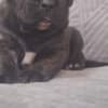 Cane Corso beautiful puppies photo 24