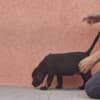 Cane Corso beautiful puppies photo 25