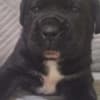 Cane Corso beautiful puppies photo 26