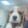Beagle Beautiful Puppies photo 1