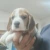 Beagle Beautiful Puppies photo 2
