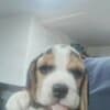 Beagle Beautiful Puppies photo 3