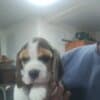 Beagle Beautiful Puppies photo 4