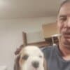 Beagle Beautiful Puppies photo 5