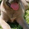 Cane Corso puppies photo 1
