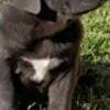 Cane Corso puppies photo 2