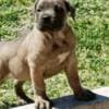 Cane Corso puppies photo 3