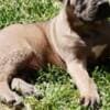 Cane Corso puppies photo 4