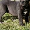 Cane Corso puppies photo 5
