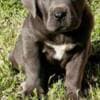 Cane Corso puppies photo 6