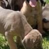 Cane Corso puppies photo 7
