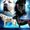 Cane Corso puppies photo 8