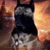Cane Corso puppies photo 9