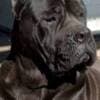 Cane Corso puppies photo 10