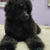 Miniature Poodle Puppies for Sale photo 1