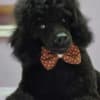Miniature Poodle Puppies for Sale photo 2