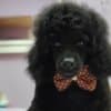 Miniature Poodle Puppies for Sale photo 3